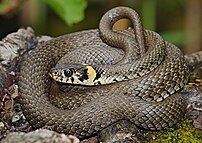 Image of a grass snake