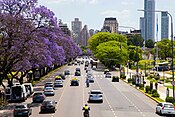 Jacaranda trees in bloom in Buenos Aires, Argentina.