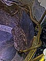 Schlangenwasserleitung im Kurfürstenbad