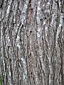 Bark of 30-year-old tree