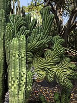 Succulent plants in the Desert Garden