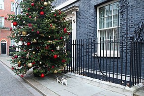 Larry, Chief Mouser to the Cabinet Office walking past the tree