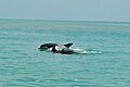 Bottlenose dolphins off the Yucatan peninsula, Mexico