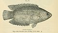 Plate depicting the fish species Ctenopoma kingsleyae - a climbing gourami named for Kingsley