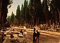 Cypresses and road leading to the cemetery, Scutari, Constantinople, Turkey, 1890s
