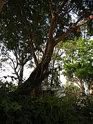 A balete tree in Cordon, Isabela, Philippines