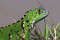 Juvenile green iguana, Grand Cayman