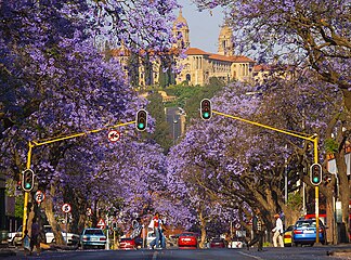 Jacaranda trees in Pretoria which covers Pretoria in a purple blanket during October.