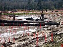 Hundreds of red mesh plant protectors attached to sticks rise from a flat muddy area near a woods. Many stumps or pieces of trees rise vertically from the bog, and tree trunks lie scattered here and there.