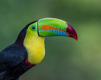in Costa Rica