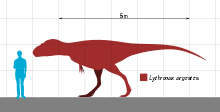 Diagram of a left-facing tyrannosaur, in a red silhouette, compared to a human in blue on its left