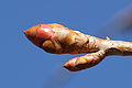 Image 22Dormant Magnolia bud (from Tree)