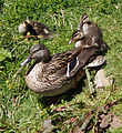 Image 5Female mallard and ducklings – reproduction is essential for continuing life. (from Nature)