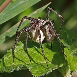 Nursery web spider Pisaura mirabilis England, UK