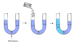 Progression: (1) a U-tube is filled with water and has a membrane in the middle (2) sugar is added to the left part (3) water crosses the membrane and fills the left side more than the right.
