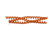 1wt6: Coiled-Coil domain of DMPK