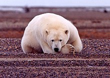 Polar bear at the coast of the Beaufort Sea