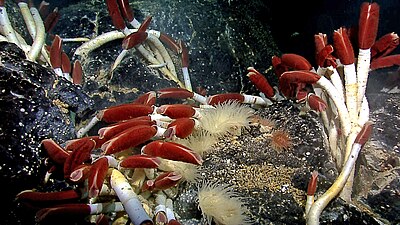 Giant tube worms cluster around hydrothermal vents