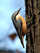 The Eurasian nuthatch has a stripe joining the beak, eye, and body