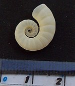Side view of a Spirula shell