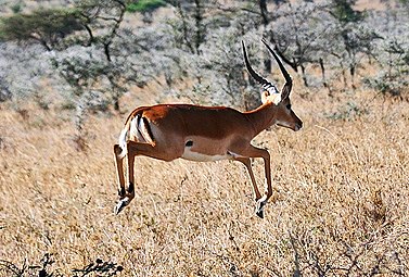 An impala stotting