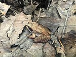 Wood frog among fallen leaves.