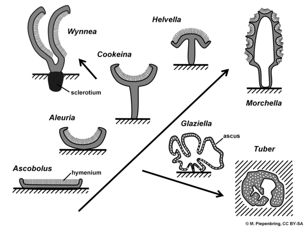 Fruiting bodies, Pezizales, Ascomycota (diagram by M. Piepenbring)