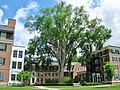 American elm at Dartmouth College in Hanover, New Hampshire (June 2015) This tree was cut down in 2022 due to Dutch Elm disease.[76]