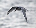 Antarctic tern in flight