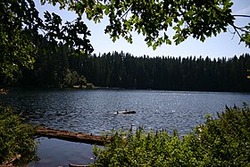 Lake surrounded by pines