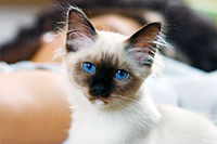 A Birman kitten with distinctive sapphire blue eyes