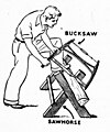 Bucksaw - Male (PSF).jpg