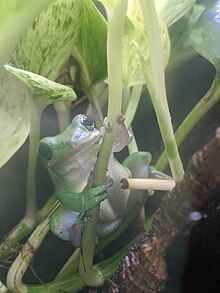 An American green tree frog hanging onto the stalk of a pothos plant (Epipremnum aureum). This individual lives in captivity.
