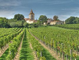 The vineyards and church in Cars