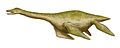 Cryptocleidus, a plesiosaur from Europe, 4 m