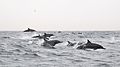Image 7Watching spinner dolphins in the Gulf of Oman (from Tourism in Oman)