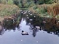 Ducks enjoying Alder Carr, in Holywells Park