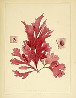 The red alga Nitophyllum smithi