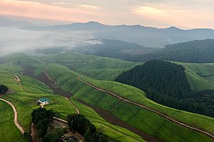 Morgendlicher Nebel über Teeplantagen nahe des Nyungwe-Waldes
