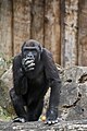 G. g. gorilla, Krefeld - 0494.jpg