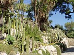 Cacti and other plants in a garden