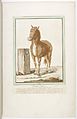 Horse, 1775