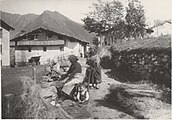 Manual breaking of hemp stalks in Val Camonica in 1950.