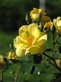 ‘Yellow Fleurette’, Interplant, 1994