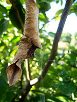The Phonognatha graeffei or leaf-curling spider's web serves both as a trap and as a way of making its home in a leaf.