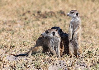 Colony of meerkats (Suricata suricatta)