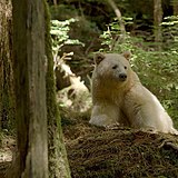A Kermode bear from the Great Bear Rainforest, Canada