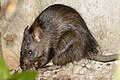 greater bandicoot rat