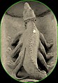 Lurchähnlicher „Skorpion“ am Nordportal der Kathedrale von Chartres