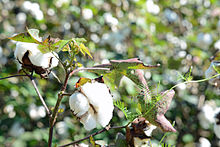 Cotton growing on the plant